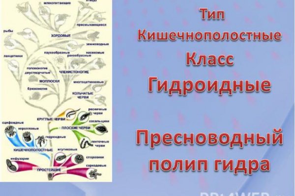 Kraken17 at сайт